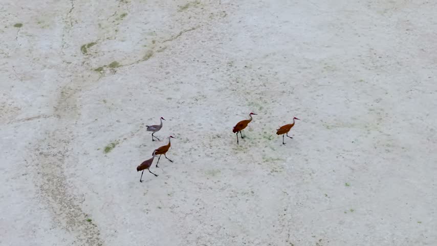Five sandhill cranes fly in a loose formation above pale wetland water near Hessel in northern Michigan.