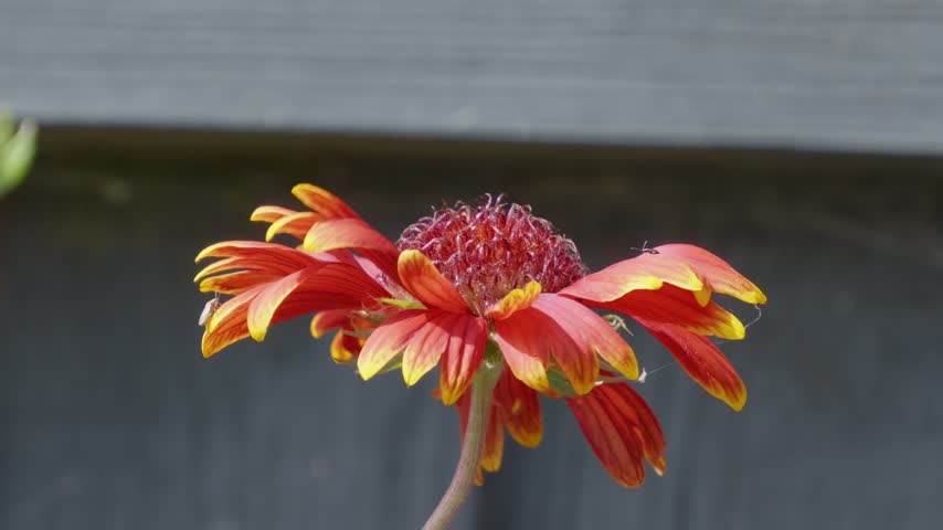 Red-orange flower blooms with yellow tips. Petals curl gently, facing sun