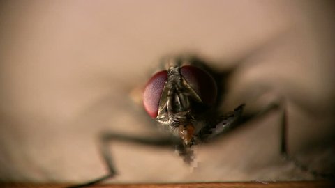 macro clip of housefly cleaning its eyes with its legs in amazing detail