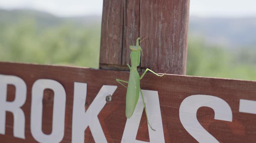 Green praying mantis Mantodea European Mantis religiosa insect up-close