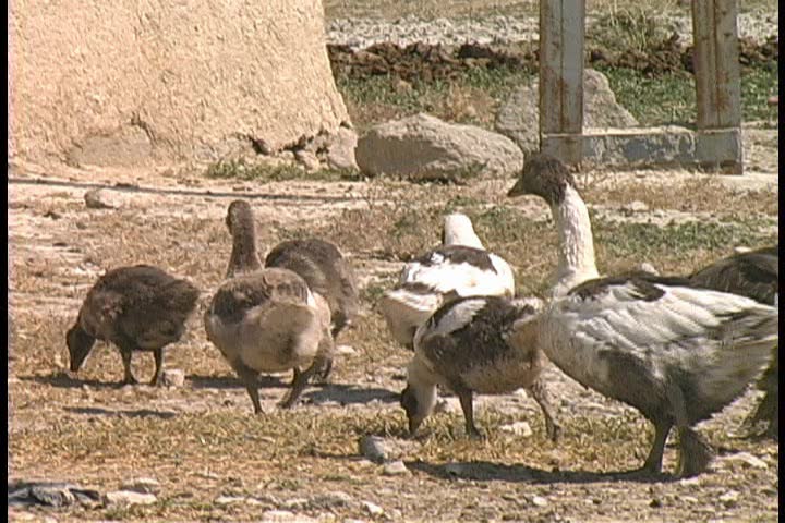 A flock of geese