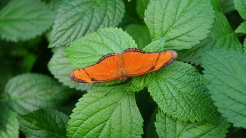 Orange Julia Butterfly Perched on Green Leaves with Wings Wide Open, Top View