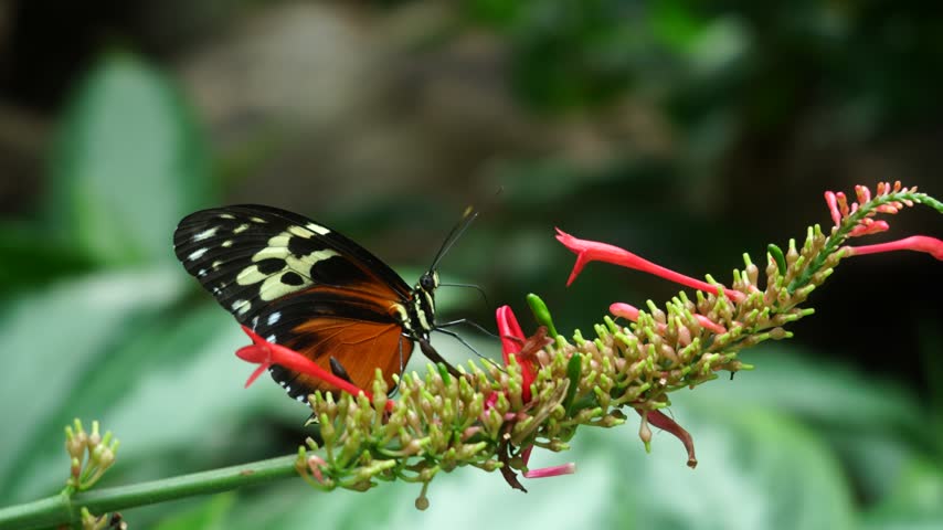 Cream-spotted tigerwing butterfly feeding on red tubular flowers