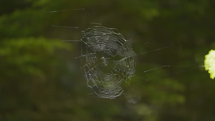 Intricate orb spider web glistens against soft green woodland background near Mirror Lake