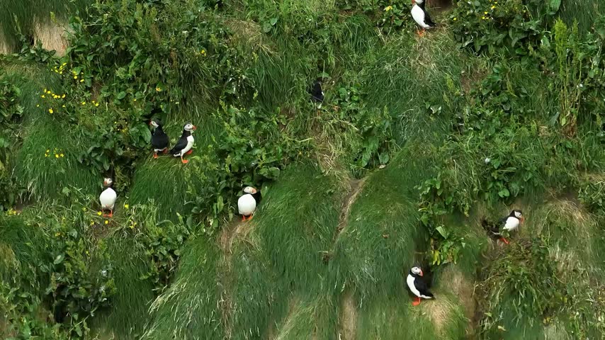 Atlantic puffins gathered near their nests on a grassy coastal bluff, showcasing seabirds in their natural habitat and a beautiful wild coastal landscape.