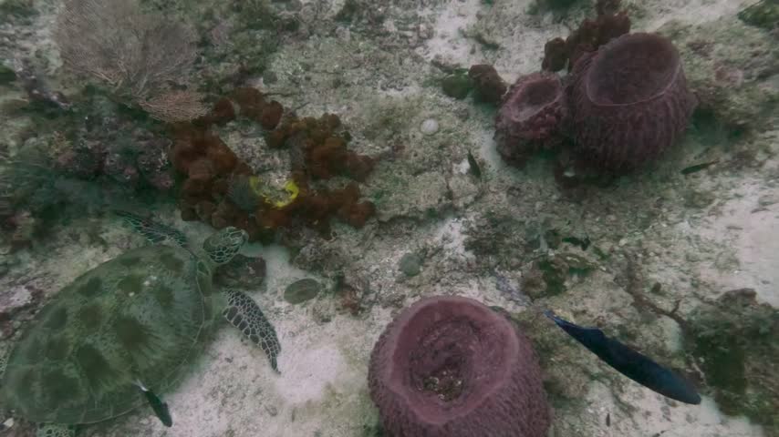 A green sea turtle rests on the seabed beside a large barrel sponge and coral growth while small fish move across the tropical reef.