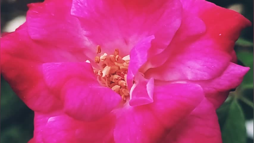 Detailed macro view of the center of a vibrant red rose, highlighting delicate petals, intricate texture, and natural floral beauty. Ideal for romantic, botanical, nature, and floral backgrounds.