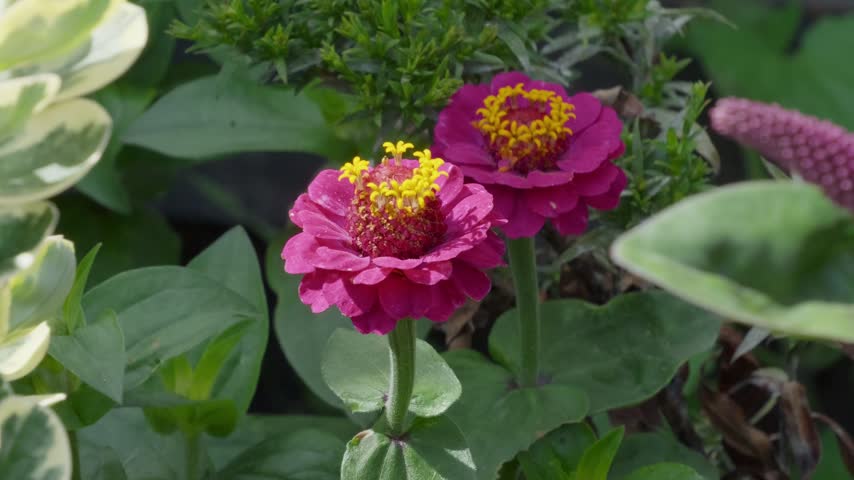 Vibrant pink zinnias bloom with yellow centers. Green leaves frame the blossoms naturally. Soft focus hints at garden