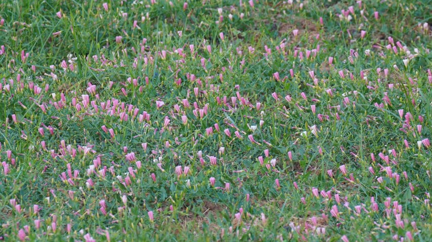 Wild Morning Glory Flowers Opening at Dawn in Time Lapse