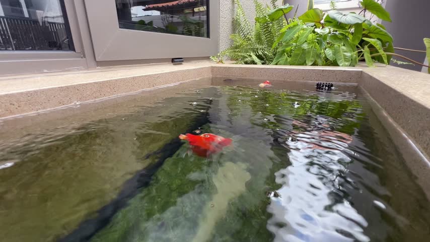 A tamasaba goldfish swimming in indoor pond water reflection with lush tropical plants and peaceful ornamental setting beside outdoor fish pond