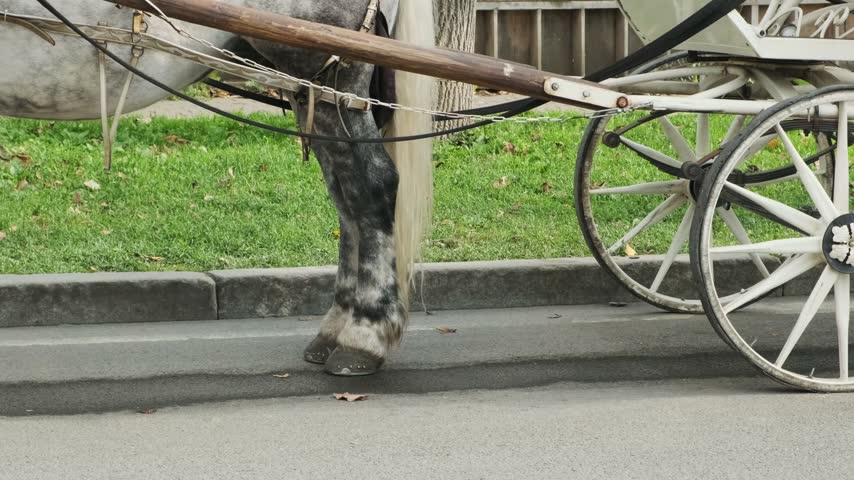 Horse pulls carriage beside curb in traditional harness, gray animal walking through outdoor street setting with concentrated expression. Horse and carriage move in calm, realistic transport rhythm