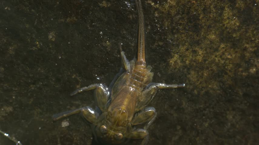 mayfly nymph gills movement,mayfly stays still on the rock
