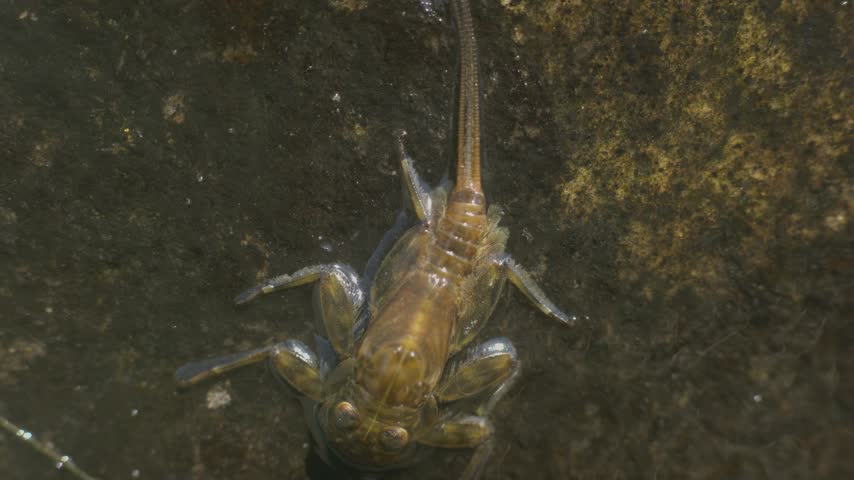 mayfly nymph gills movement,mayfly stays still on the rock

