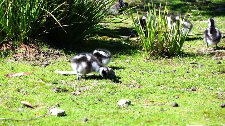 Cape Barren Goose goslings grazing and playing under parental protection in Flinders Chase National Park