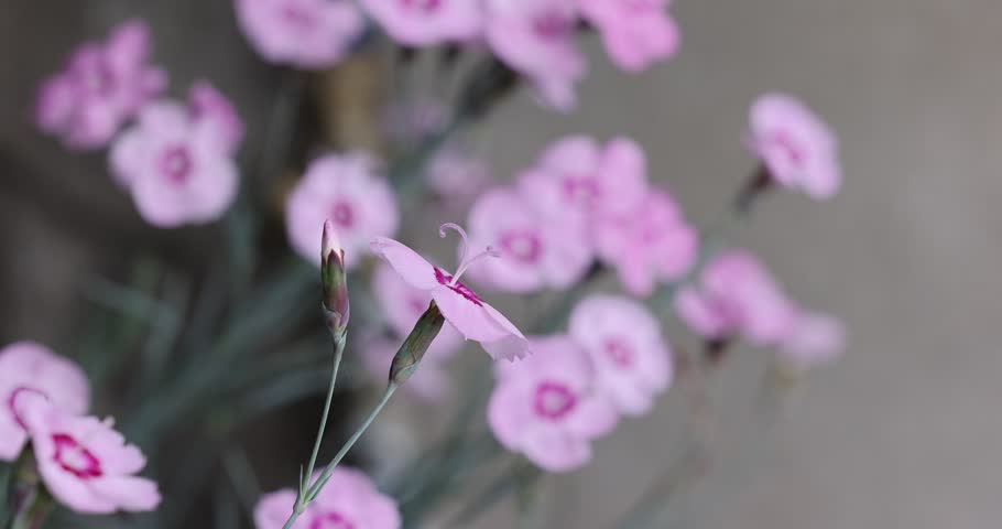 Pink dianthus flower in breeze