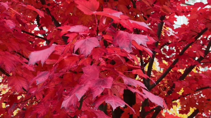 Close View of Crimson Maple Leaves in Autumn