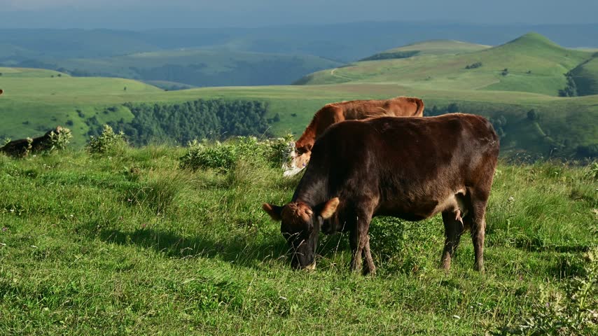 Cows grazing on a green hillside pasture