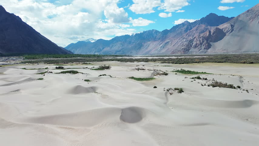 Wide aerial push in shot flying forward over undulating white sand dunes with green bushes toward massive snow-capped Himalayan mountains in Hunder, Nubra Valley, Ladakh, India.