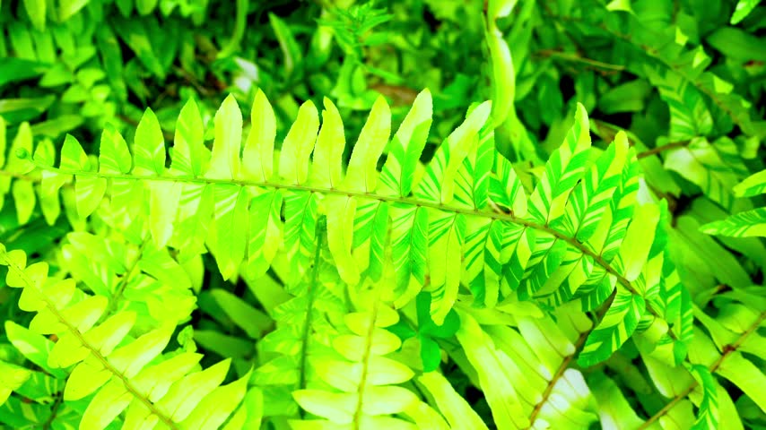 Macro close up of bright green fern leaves showcasing details with a red brick wall background in natural daylight.