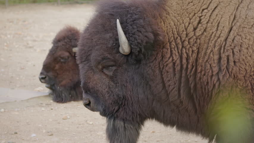 Close-up side view of two American bison resting on dry sandy ground.
