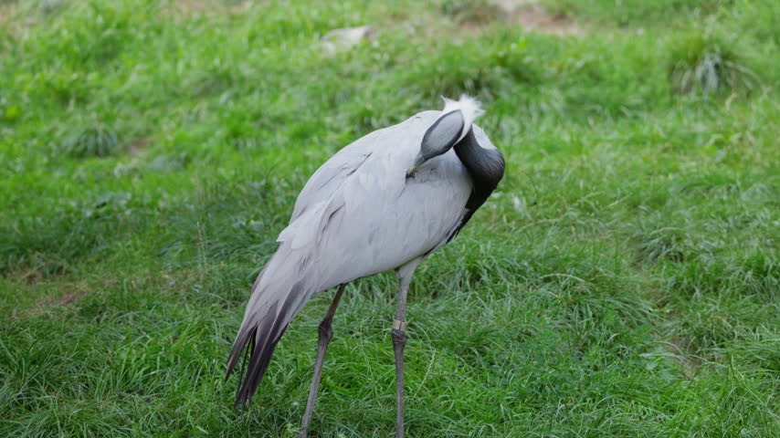 Demoiselle crane preens its feathers before standing on lush green grass.