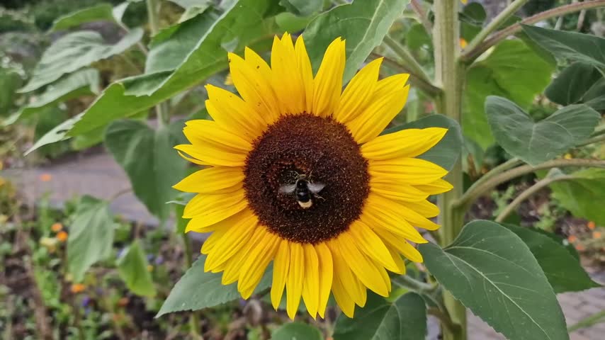 Helianthus annuus 