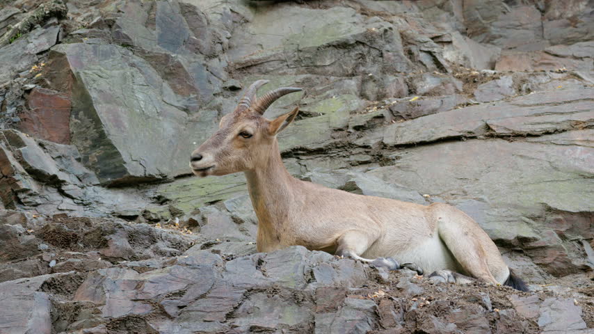 Horned ibex rests on a rocky slope against layered cliff stones.