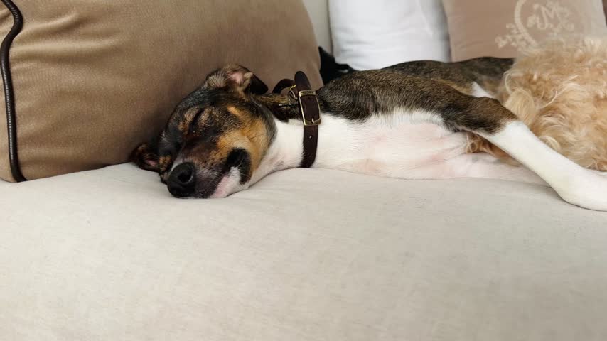 Video of two dogs sleeping peacefully together on couch, tricolor and curly-haired