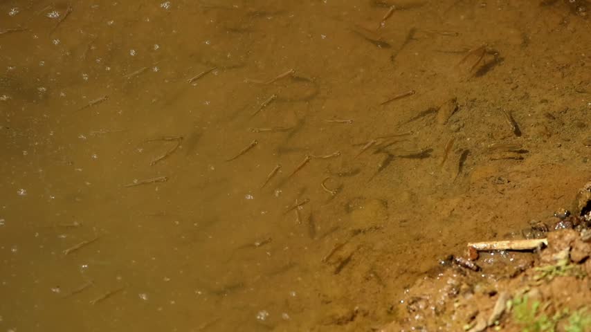 Closeup slow motion video of a zebra danio (Danio rerio), a small freshwater fish, naturally swimming through shallow sediment-rich water at the edge of a freshwater stream in Himachal Pradesh, India.