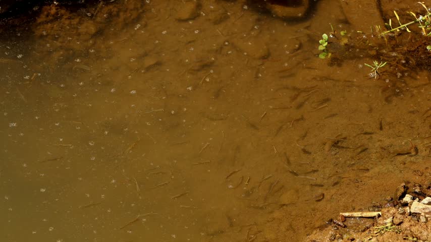 Small freshwater zebra danio (Danio rerio) swimming through shallow, sediment-rich water along the edge of a natural freshwater stream during the summer season in Himachal Pradesh, India.