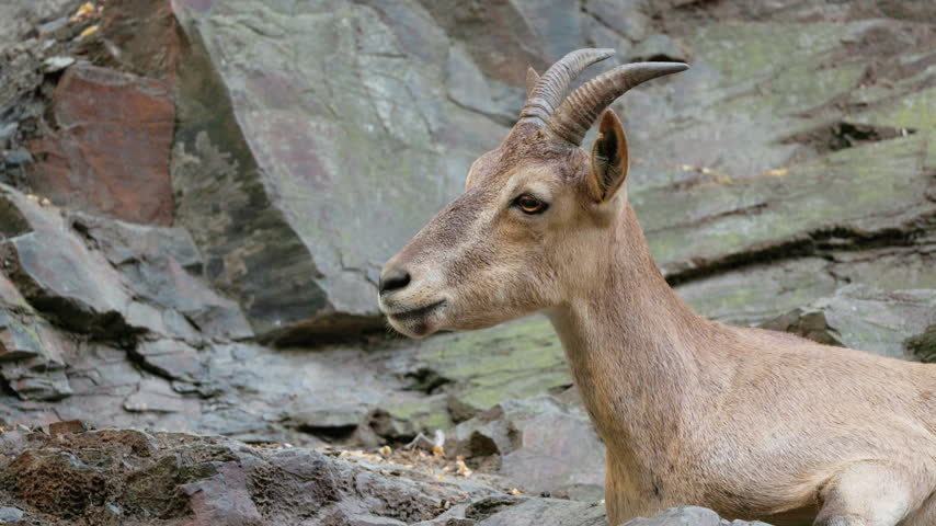 Close-up profile of a horned ibex resting against a layered rock face.
