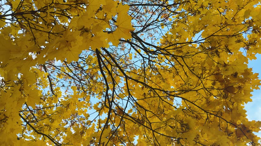 Overhead view of golden-yellow birch canopy with delicate branches and falling leaves against clear blue sky, bright midday light enhancing warm autumn tones and fine leaf detail, diagonal