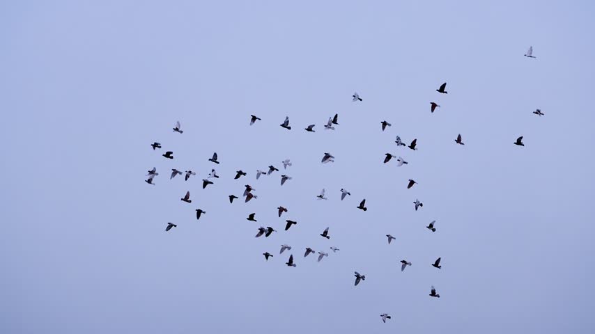 Wild racing pigeons soaring and circling high in the bright daytime sky slow motion 180fps Captured in Cinematic High Detail Footage