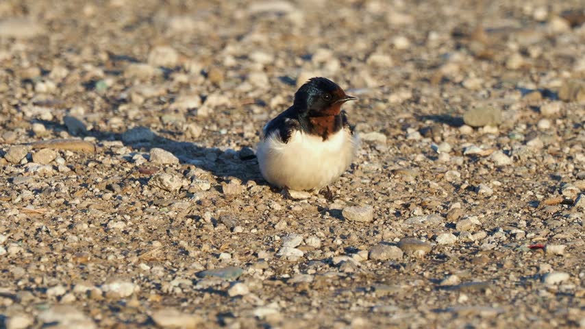 Barn swallow (Hirundo rustica) grooming on gravel ground before taking off