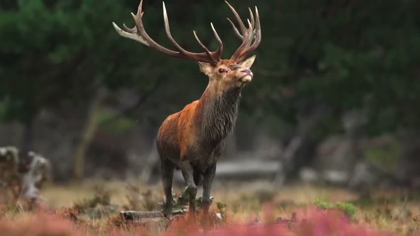 Majestic red deer stag with large antlers standing in forest meadow. 4K wildlife footage of deer in natural habitat.
