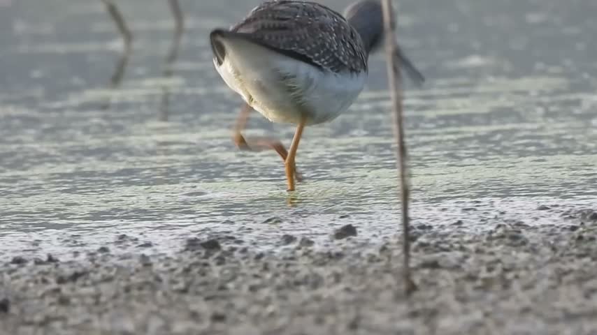 Lesser Yellowlegs feeding in a wetland, Mexico