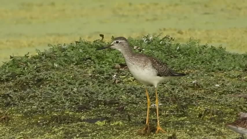 Lesser Yellowlegs feeding and singing in a wetland, Mexico