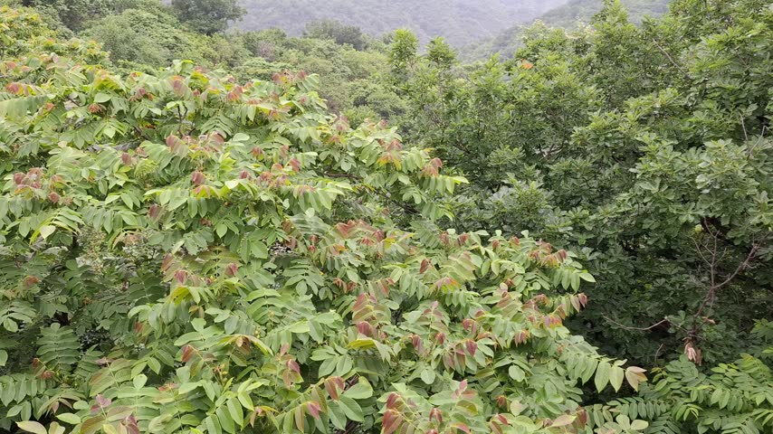 Green trees and lush forests grow on mountains near Beijing outdoors. Mountain valley landscape, wilderness nature exploration, scenic natural travel destination.