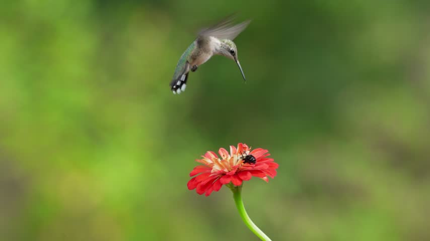 Slow Motion Ruby-throated Hummingbird Hovering at Orange Red Zinnia