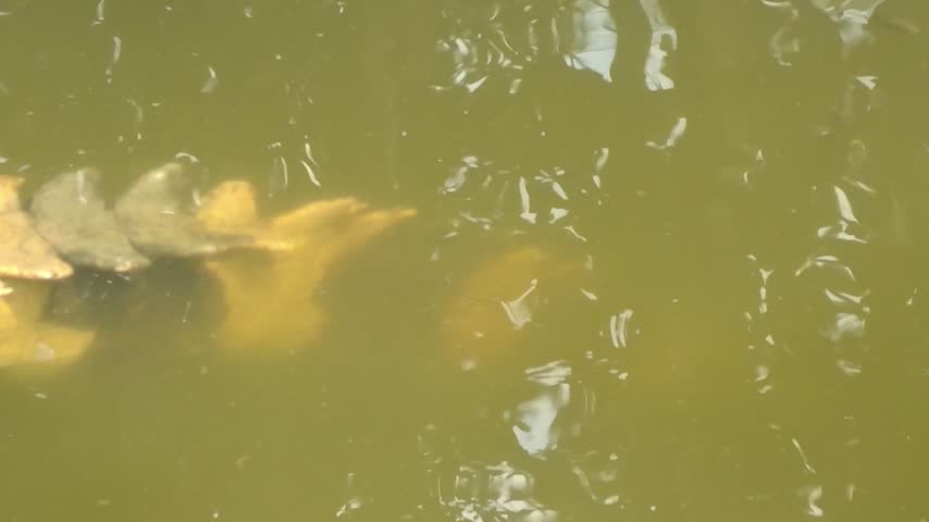Panning Shot of a False Gharial Resting in Water