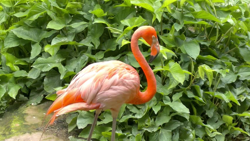 A vibrant American flamingo stands gracefully against a lush background of green foliage
