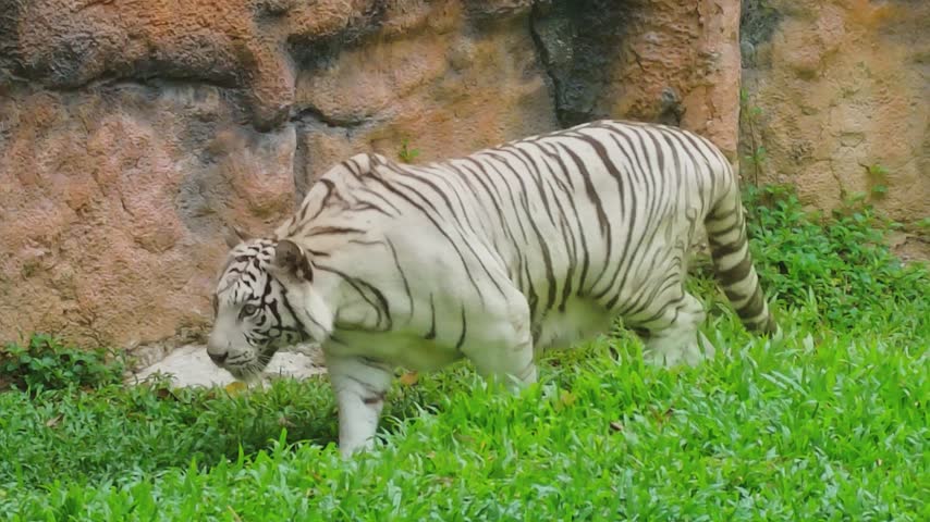 A male white tiger walks over to a female tiger resting on the grass, attempting to start a playful interaction. The video captures their behavior inside a natural rocky enclosure during the day.