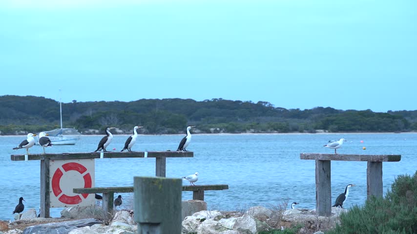 Black-faced Cormorants and Silver Gulls attempting to take flight in strong winds at American River, Kangaroo Island
