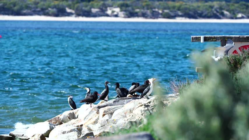 Black-faced Cormorants and Silver Gulls attempting to take flight in strong winds at American River, Kangaroo Island