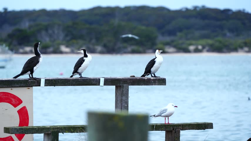 Black-faced Cormorants and Silver Gulls attempting to take flight in strong winds at American River, Kangaroo Island