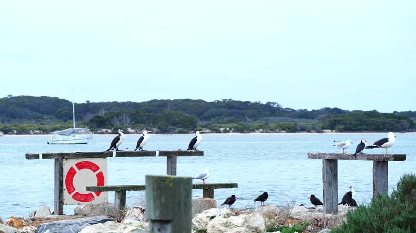 Black-faced Cormorants and Silver Gulls attempting to take flight in strong winds at American River, Kangaroo Island