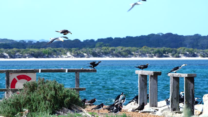 Black-faced Cormorants and Silver Gulls attempting to take flight in strong winds at American River, Kangaroo Island