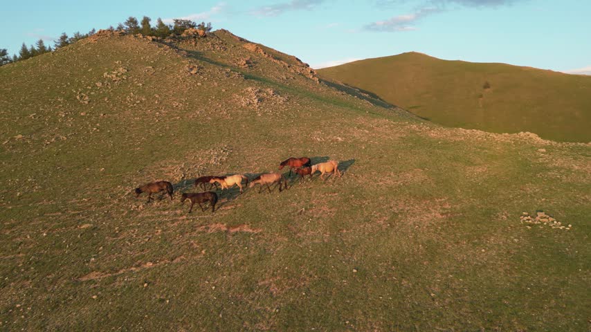 Horses walk on golden hillside above Yurt encampment in Mongolia