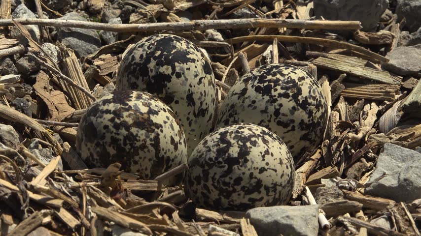 Four camouflage spotted wild Killdeer bird eggs lying in a shallow nest made of wood debris and gravel.