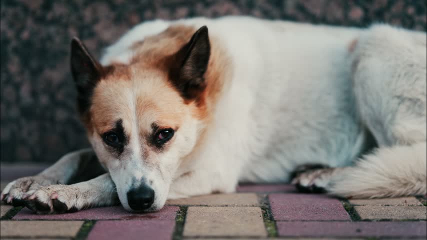 Close up cinematic footage of sad stray dog resting on paved street ground. Lonely homeless animal looking at camera with soulful eyes while laying outdoors on stone tiles.